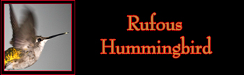 Rufous Hummingbird Gallery