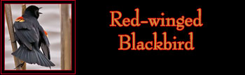 Red-winged Blackbird Gallery