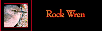 Rock Wren Gallery