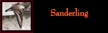 Sanderling Gallery