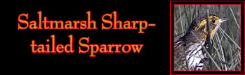 Saltmarsh Sharp-tailed Sparrow Gallery