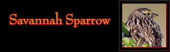 Savannah Sparrow Gallery