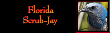 Florida Scrub-Jay Gallery