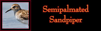  Semipalmated Sandpiper Gallery