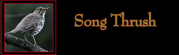 Song Thrush Gallery