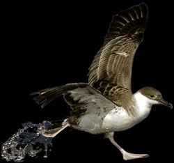 Greater Shearwater