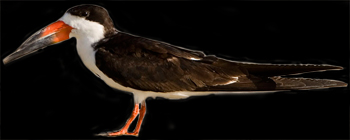 Black Skimmer