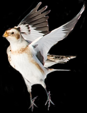 Snow Bunting