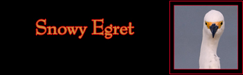 Snowy Egret Gallery
