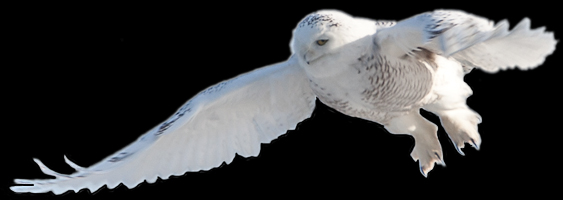 Snowy Owl