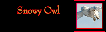 Snowy Owl Gallery