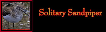 Solitary Sandpiper Gallery