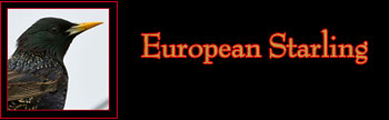 European Starling Gallery