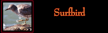 Surfbird Gallery