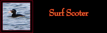 Surf Scoter Gallery