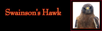 Swainson's Hawk Gallery