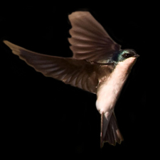 Tree Swallow