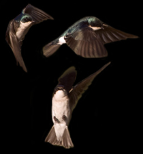 Tree Swallow