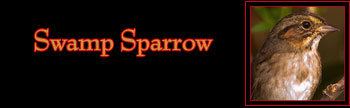 Swamp Sparrow Gallery