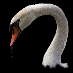 Mute Swan