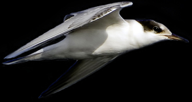 Common Tern