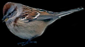 American Tree Sparrow