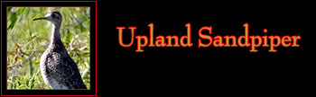 Upland Sandpiper Gallery