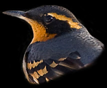 Varied Thrush