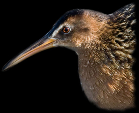 Virginia Rail