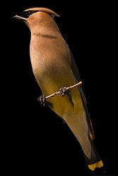 Cedar Waxwing