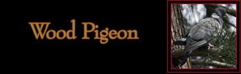 Wood Pigeon Gallery