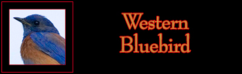 Western Bluebird Gallery
