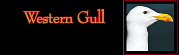 Western Gull Gallery