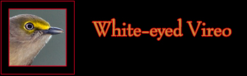 White-eyed Vireo Gallery