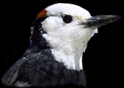 White-headed Woodpecker