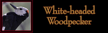 White-headed Woodpecker Gallery