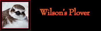 Wilson's Plover Gallery