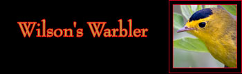 Wilson's Warbler Gallery