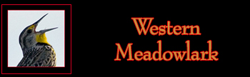 Western Meadowlark Gallery