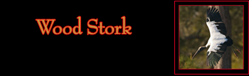 Wood Stork Gallery