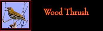 Wood Thrush Gallery