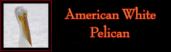 American White Pelican Gallery