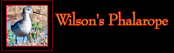 Wilson's Phalarope Gallery