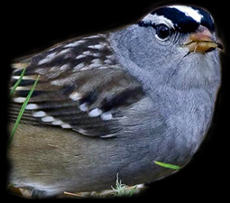 White-crowned Sparrow