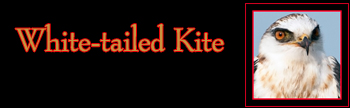 White-tailed Kite Gallery