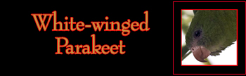 White-winged Parakeet Gallery