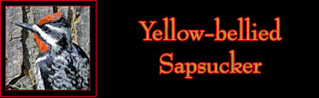 Yellow-bellied Sapsucker Gallery