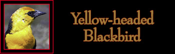 Yellowheaded Blackbird Gallery