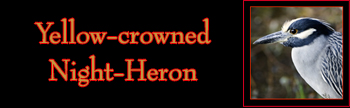 Yellow-crowned Night-Heron Gallery