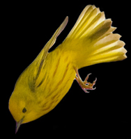 Yellow Warbler in Flight